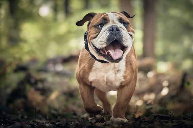 21 Pawsome Small Business Ideas For People Who Love Dogs & Pets 6 Pet influencer business idea